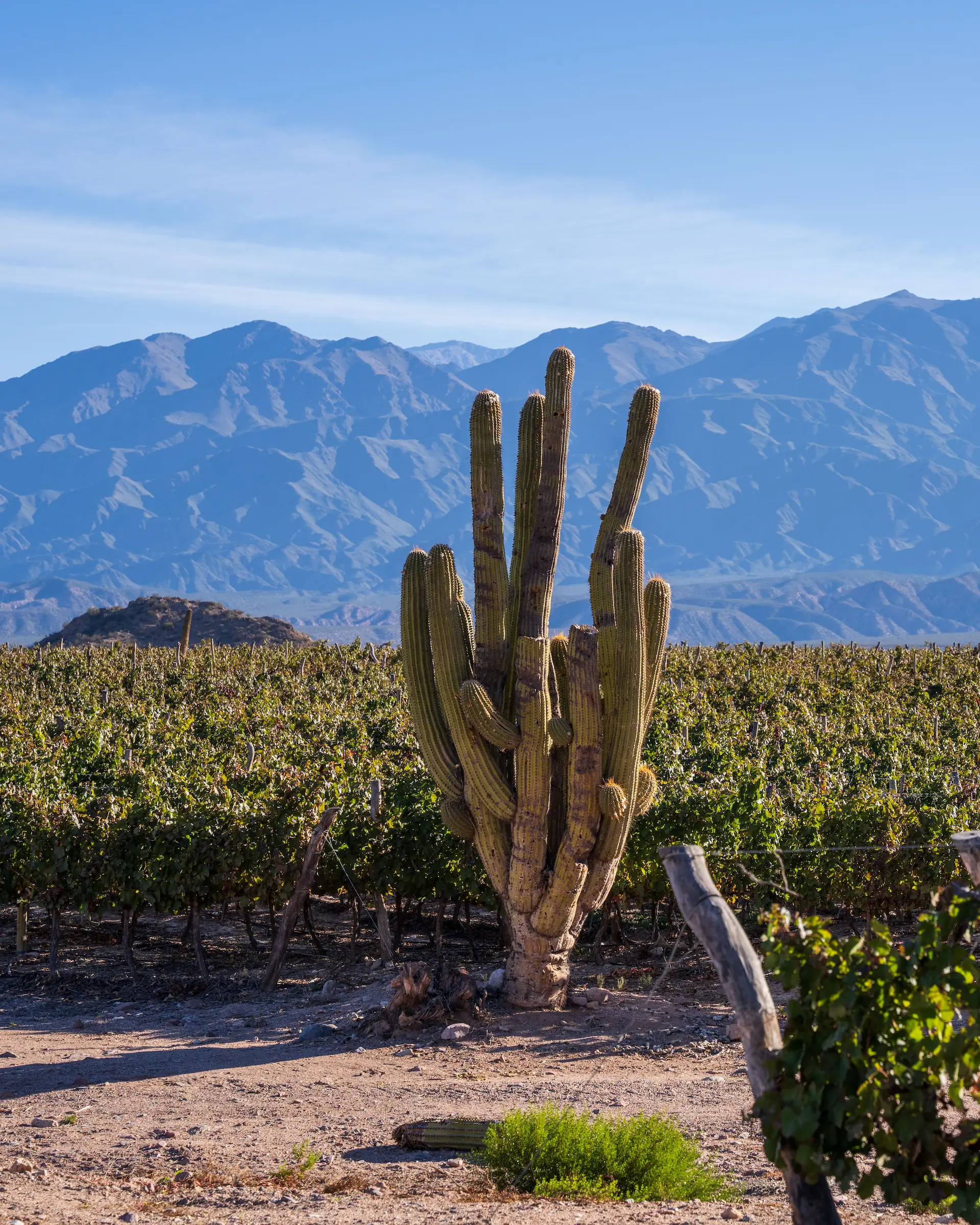 GRAND CRU SITE SEEKING
